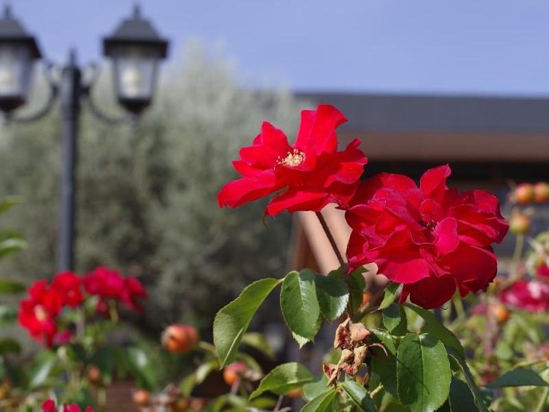 Hotel Los Olivos Getafe Exterior photo